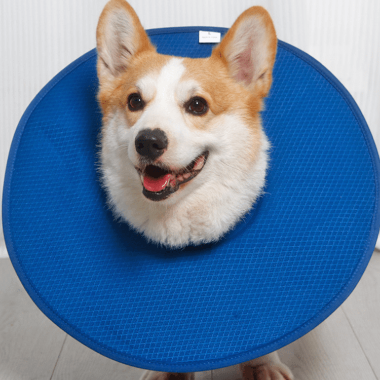 Soft Waterproof Dog Recovery Collar -