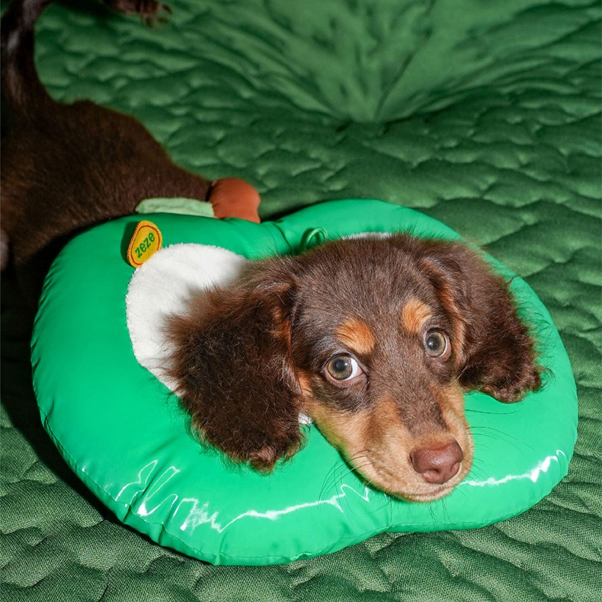 Apple Recovery Cone Adjustable for Dog & Cat -