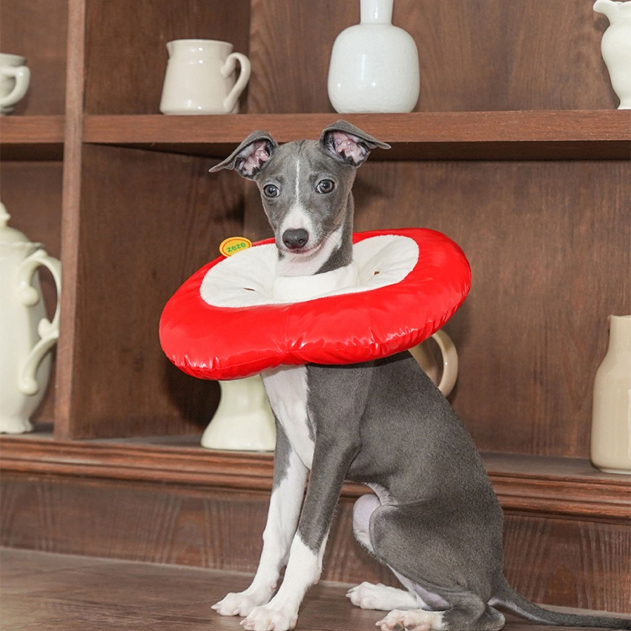 Apple Recovery Cone Adjustable for Dog & Cat -