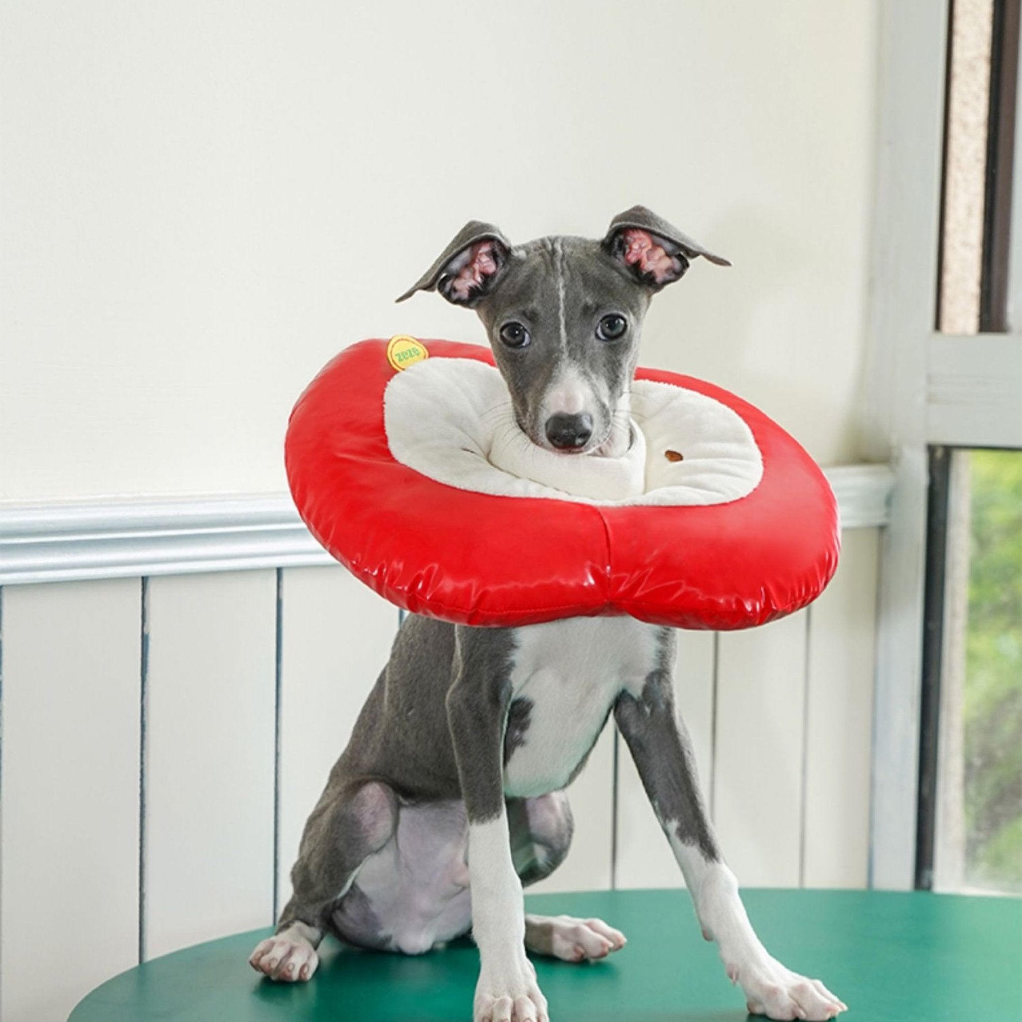Apple Recovery Cone Adjustable for Dog & Cat -