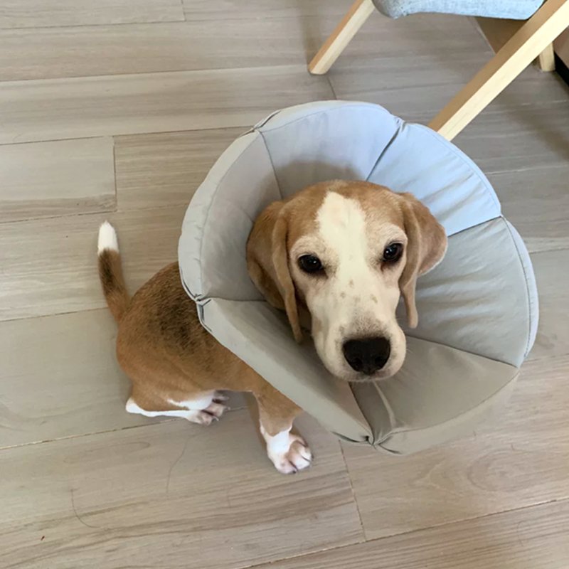 Cat Dog Elizabeth Cone Recovery Collar After Surgery -