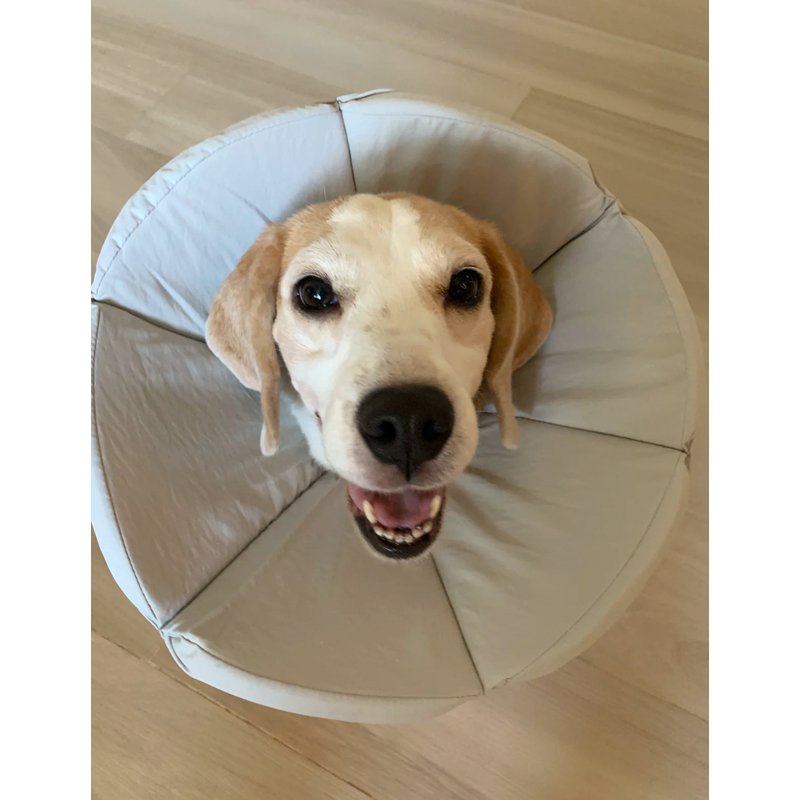 Cat Dog Elizabeth Cone Recovery Collar After Surgery -